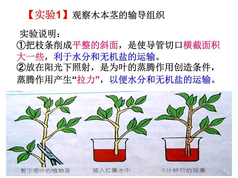 【浙教版】科学八下：4.4《植物的茎与物质运输》ppt教学课件03