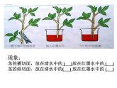 【浙教版】科学八下：4.4《植物的茎与物质运输》ppt教学课件