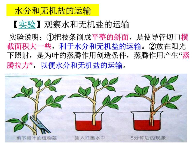【浙教版】科学八下：4.4《植物的茎与物质运输》ppt课件（2）03