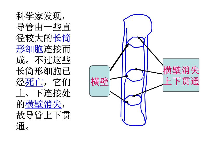 【浙教版】科学八下：4.4《植物的茎与物质运输》ppt课件（2）06