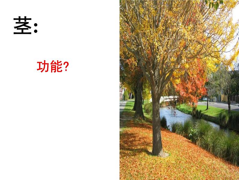 【浙教版】科学八下：4.4《植物的茎与物质运输》ppt课件（1）01