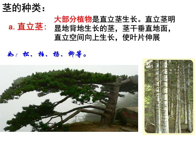 【浙教版】科学八下：4.4《植物的茎与物质运输》ppt课件（1）02