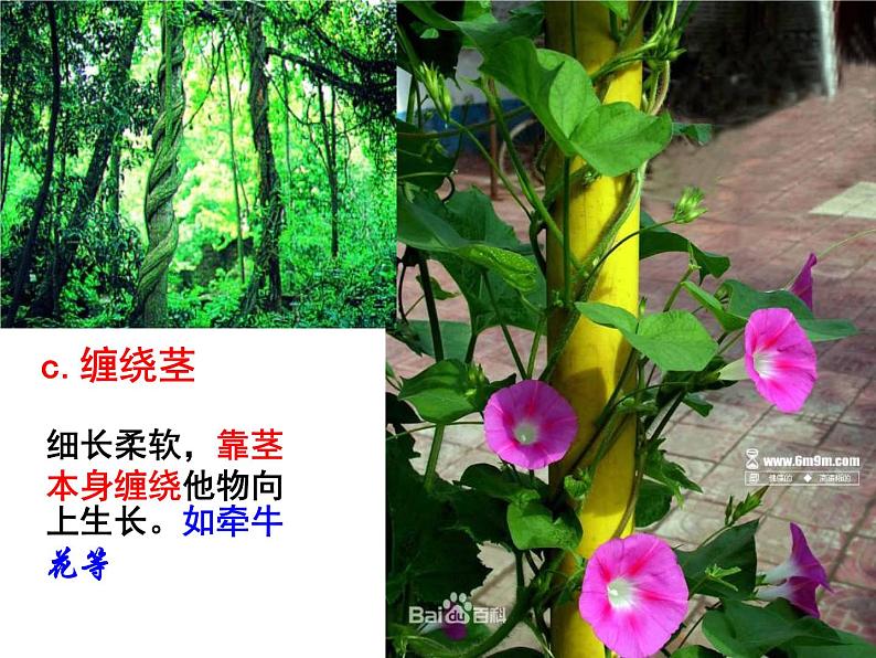 【浙教版】科学八下：4.4《植物的茎与物质运输》ppt课件（1）04