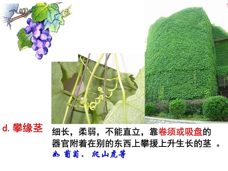 【浙教版】科学八下：4.4《植物的茎与物质运输》ppt课件（1）05