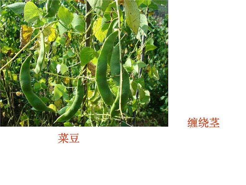 【浙教版】科学八下：4.4《植物的茎与物质运输》ppt课件（1）06