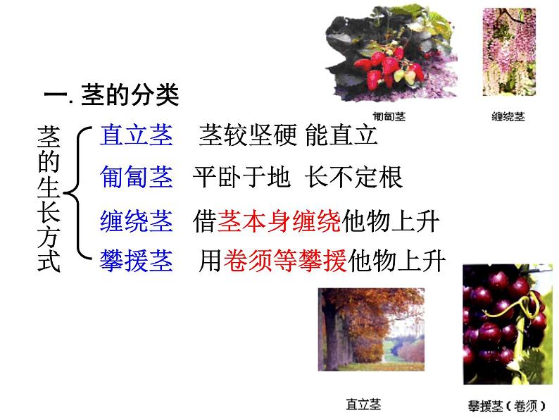 【浙教版】科学八下：4.4《植物的茎与物质运输》ppt课件（1）08