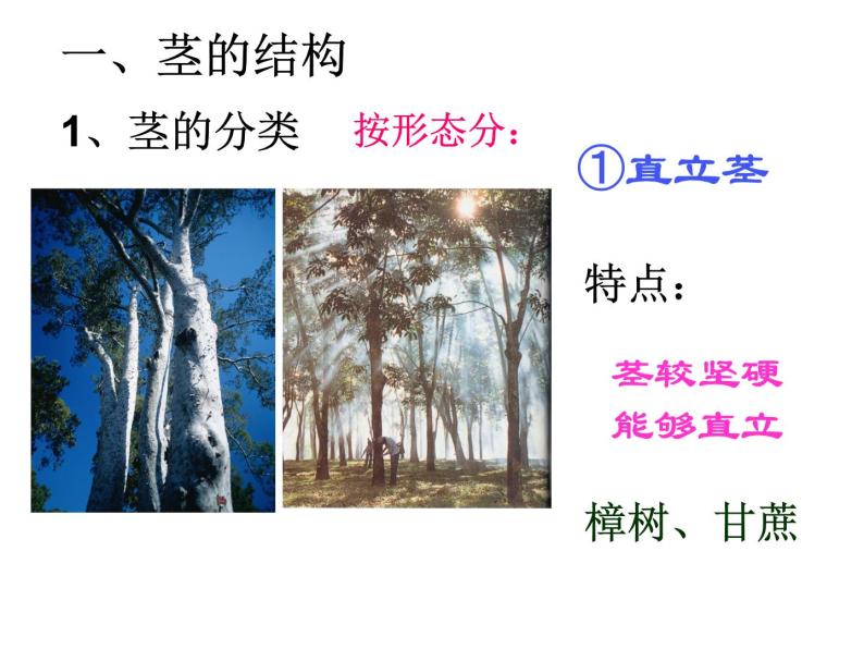 【浙教版】科学八下：4.4《植物的茎与物质运输》ppt课件（3）03