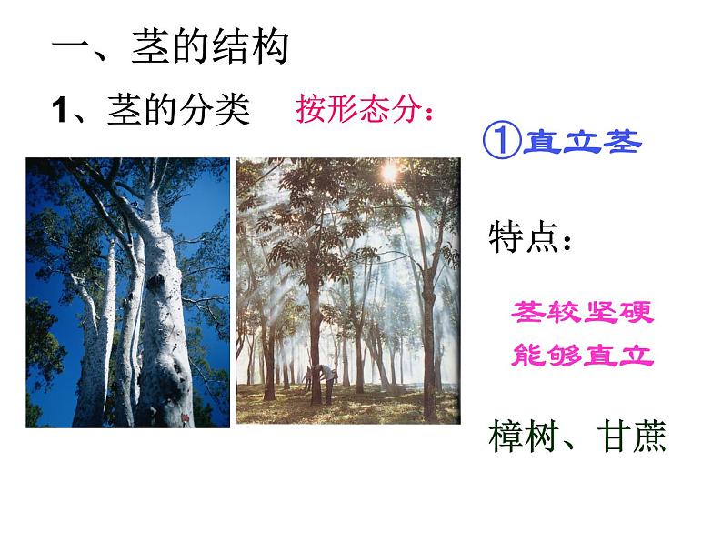 【浙教版】科学八下：4.4《植物的茎与物质运输》ppt课件（3）03