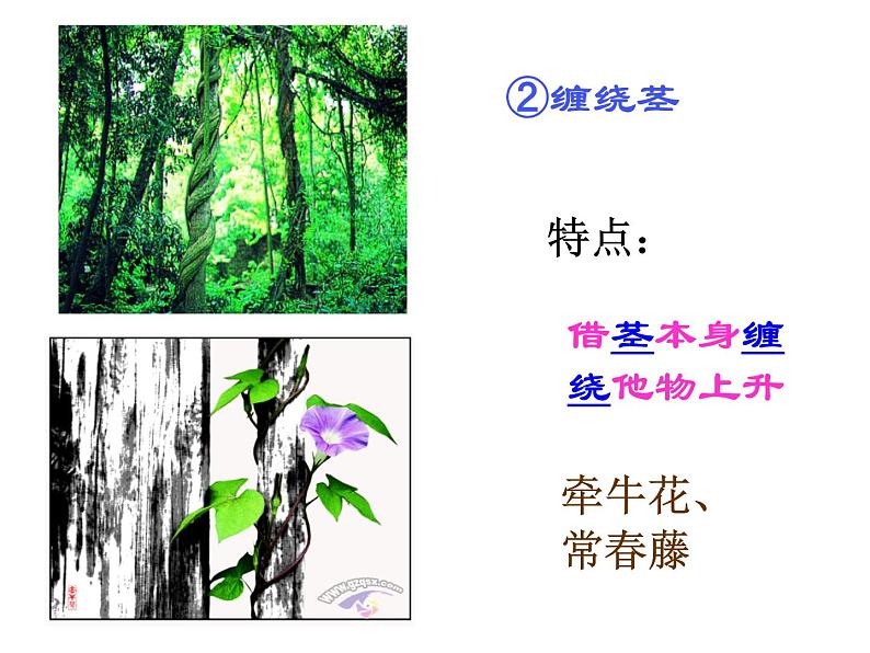 【浙教版】科学八下：4.4《植物的茎与物质运输》ppt课件（3）04