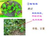 【浙教版】科学八下：4.4《植物的茎与物质运输》ppt课件（3）