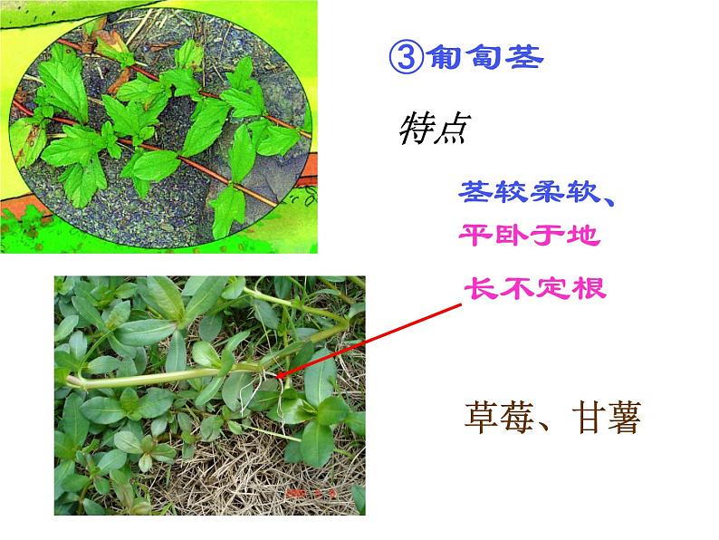 【浙教版】科学八下：4.4《植物的茎与物质运输》ppt课件（3）05