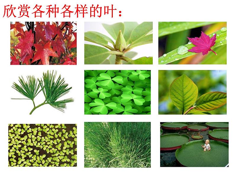 【浙教版】科学八下：4.5《植物的叶与蒸腾作用》ppt课件（2）02