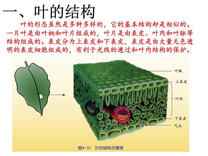 【浙教版】科学八下：4.5《植物的叶与蒸腾作用》ppt课件（2）04