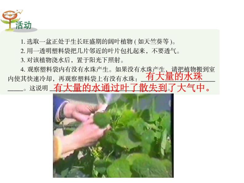 【浙教版】科学八下：4.5《植物的叶与蒸腾作用》ppt课件（2）06