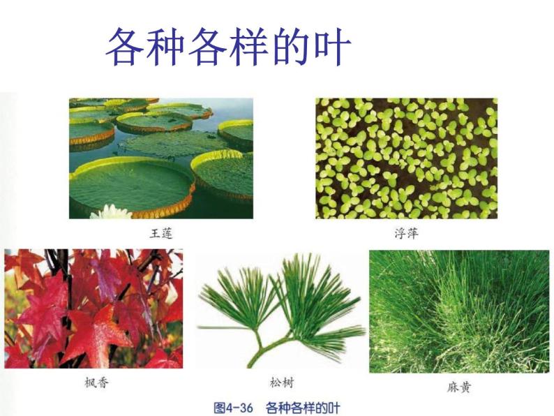 【浙教版】科学八下：4.5《植物的叶与蒸腾作用》ppt课件（3）03