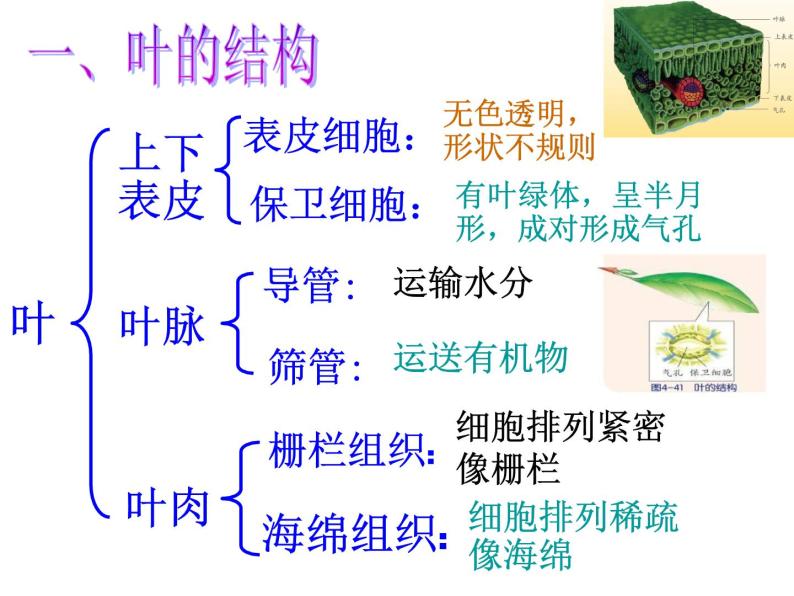 【浙教版】科学八下：4.5《植物的叶与蒸腾作用》ppt课件（3）05