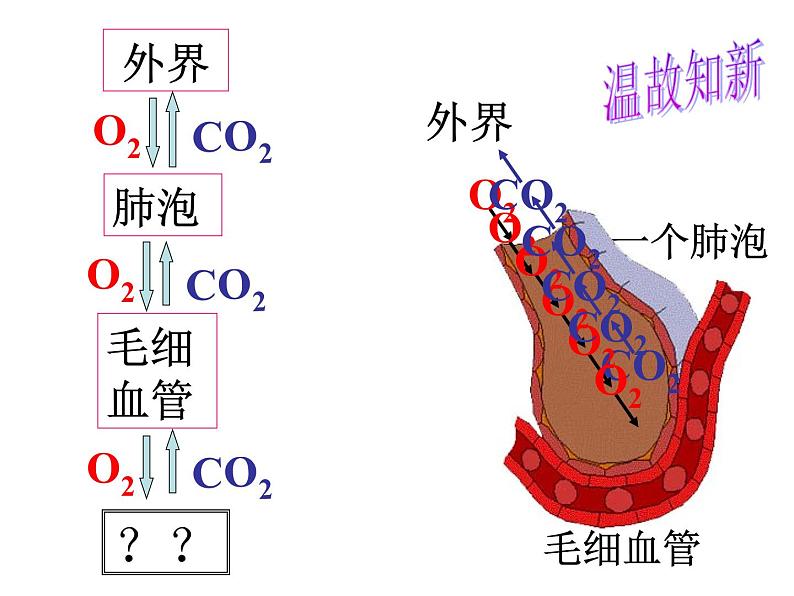 【浙教版】科学八下：3.5《生物的呼吸和呼吸作用》ppt课件（1）第2页