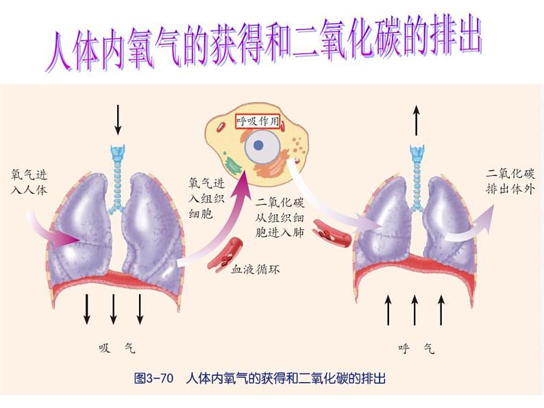 【浙教版】科学八下：3.5《生物的呼吸和呼吸作用》ppt课件（1）第6页