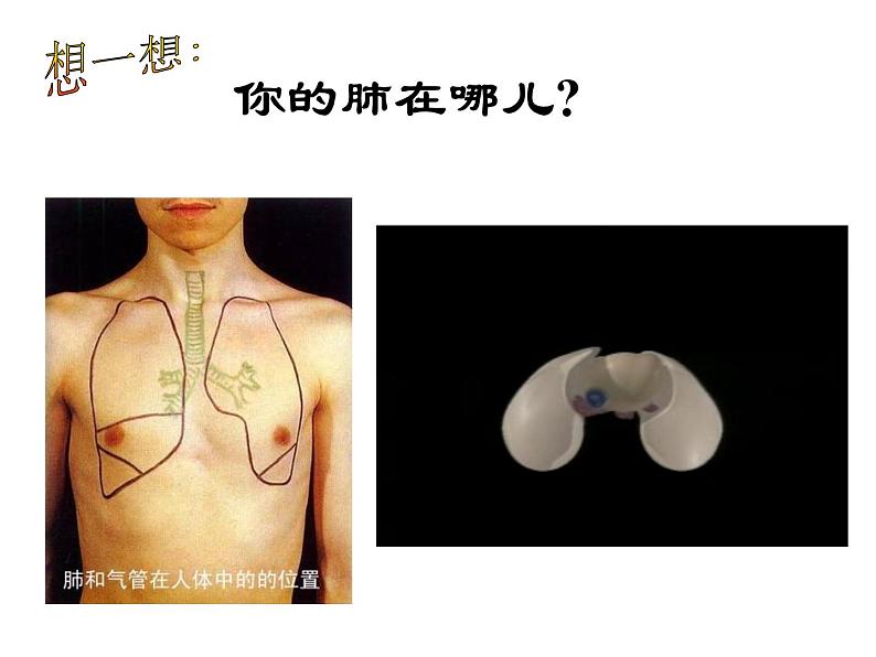 【浙教版】科学八下：3.5《生物的呼吸和呼吸作用》ppt课件（3）03