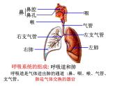 【浙教版】科学八下：3.5《生物的呼吸和呼吸作用》ppt课件（3）