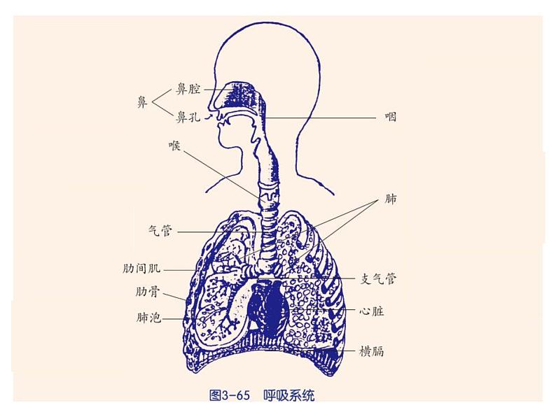 【浙教版】科学八下：3.5《生物的呼吸和呼吸作用》ppt课件（3）05