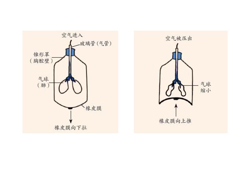 【浙教版】科学八下：3.5《生物的呼吸和呼吸作用》ppt课件（3）08