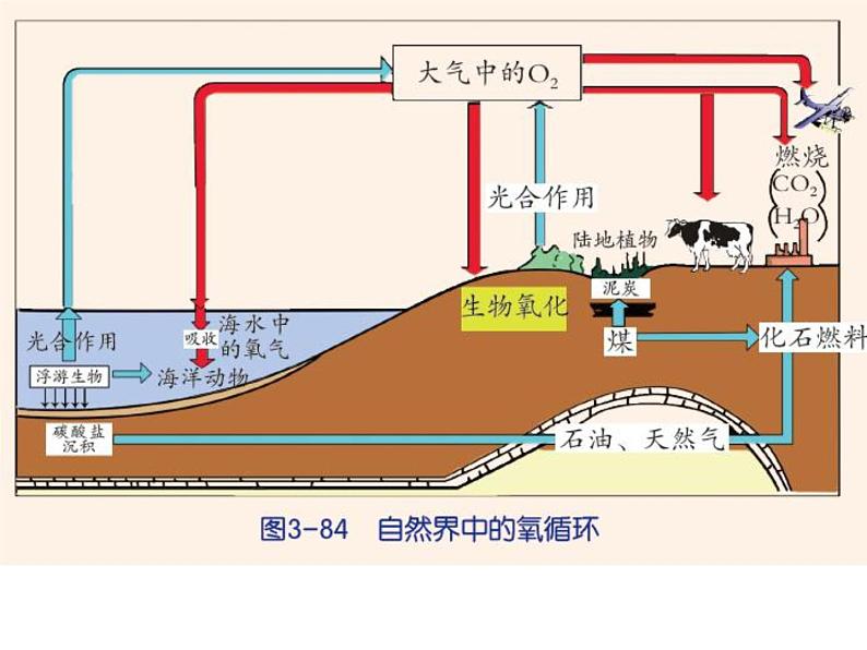 【浙教版】科学八下：3.7《自然界中的氧循环和碳循环》ppt教学课件第5页