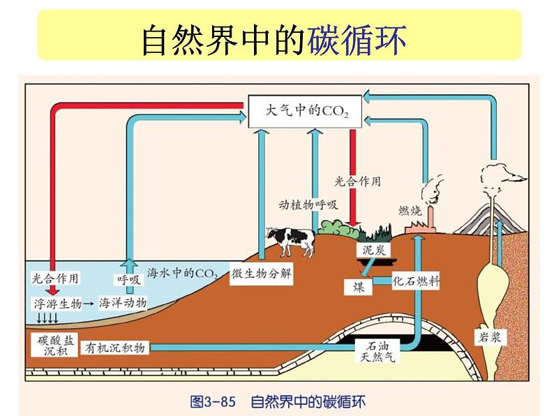 【浙教版】科学八下：3.7《自然界中的氧循环和碳循环》ppt教学课件第7页