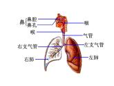 【浙教版】科学八下：3.5《生物的呼吸和呼吸作用》ppt课件（2）