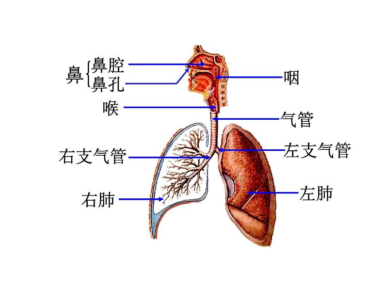 【浙教版】科学八下：3.5《生物的呼吸和呼吸作用》ppt课件（2）03