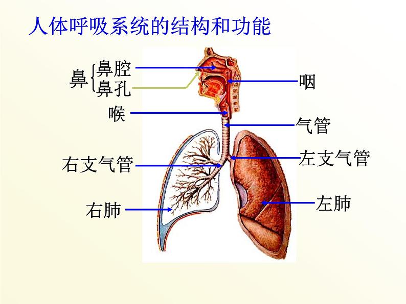 【浙教版】科学八下：3.5《生物的呼吸和呼吸作用》ppt课件（4）第5页