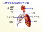 【浙教版】科学八下：3.5《生物的呼吸和呼吸作用》ppt课件（4）