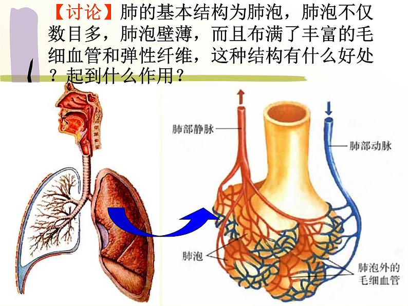 【浙教版】科学八下：3.5《生物的呼吸和呼吸作用》ppt课件（4）第6页