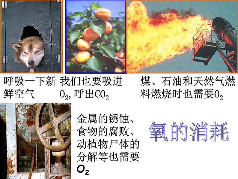 【浙教版】科学八下：3.7《自然界中的氧循环和碳循环》ppt课件（2）第8页