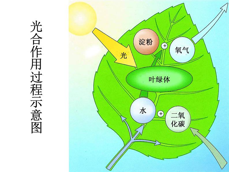 【浙教版】科学八下：3.6《光和作用》ppt课件（4）第5页