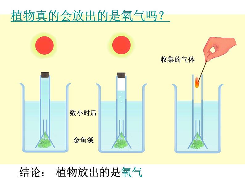 【浙教版】科学八下：3.6《光和作用》ppt课件（1）第2页