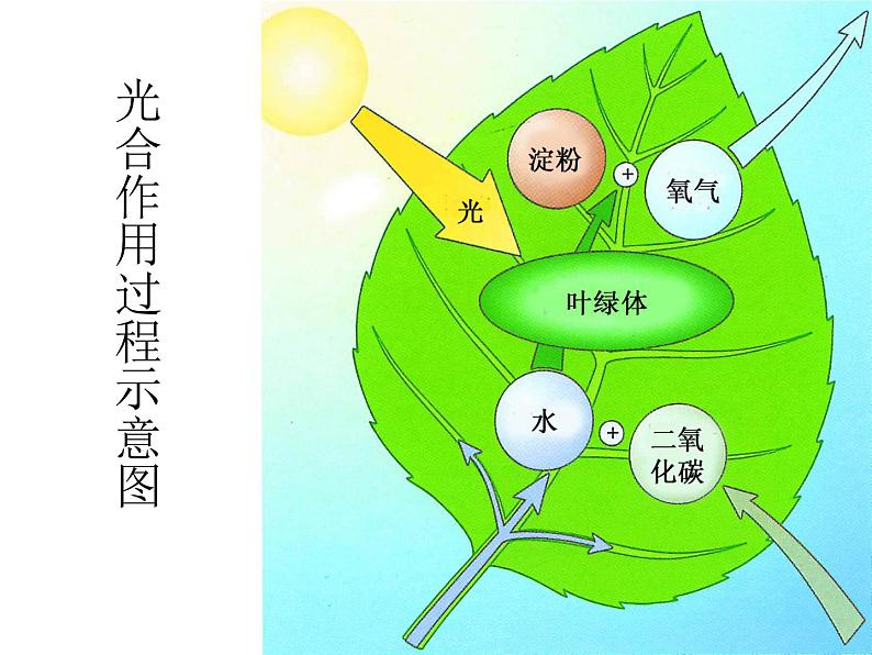 【浙教版】科学八下：3.6《光和作用》ppt课件（1）第7页