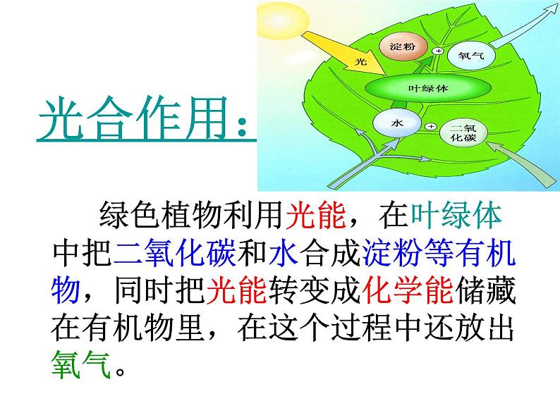 【浙教版】科学八下：3.6《光和作用》ppt课件（1）第8页