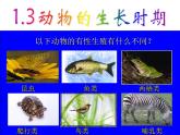 【浙教版】科学七下：1.3《动物的生长时期》ppt课件（1）