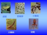 【浙教版】科学七下：1.3《动物的生长时期》ppt课件（2）