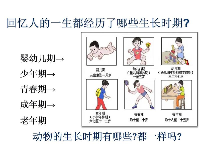 【浙教版】科学七下：1.3《动物的生长时期》ppt课件（3）第1页