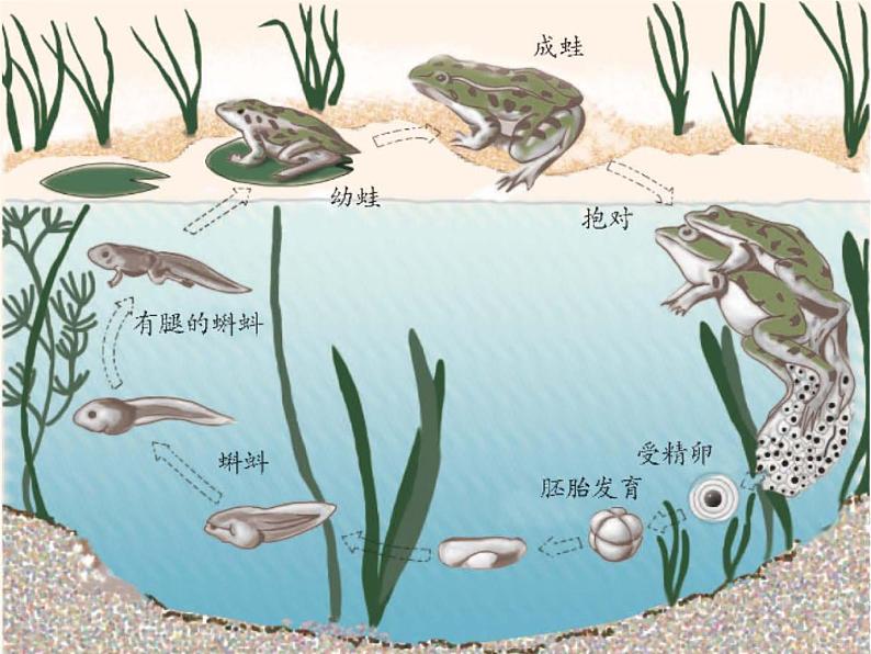 【浙教版】科学七下：1.3《动物的生长时期》ppt课件（3）第4页