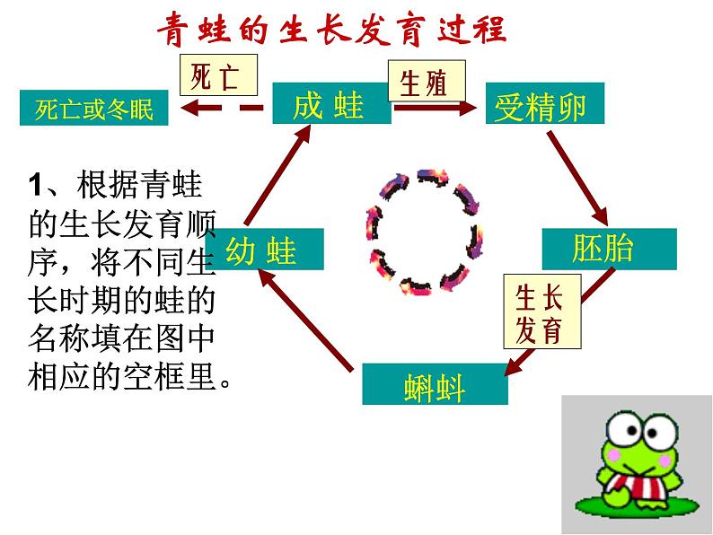 【浙教版】科学七下：1.3《动物的生长时期》ppt课件（3）第5页