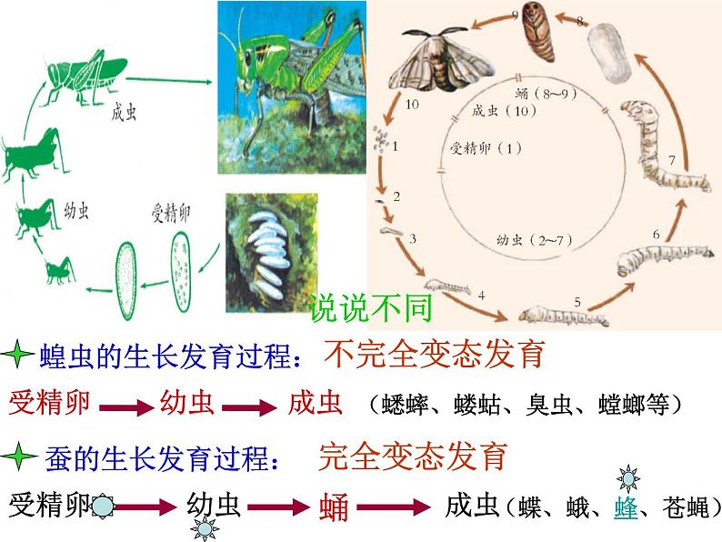 【浙教版】科学七下：1.3《动物的生长时期》ppt课件（3）第8页