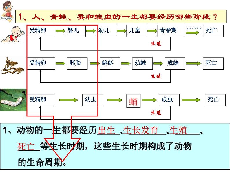 【浙教版】科学七下：1.3《动物的生长时期》ppt课件（4）第8页