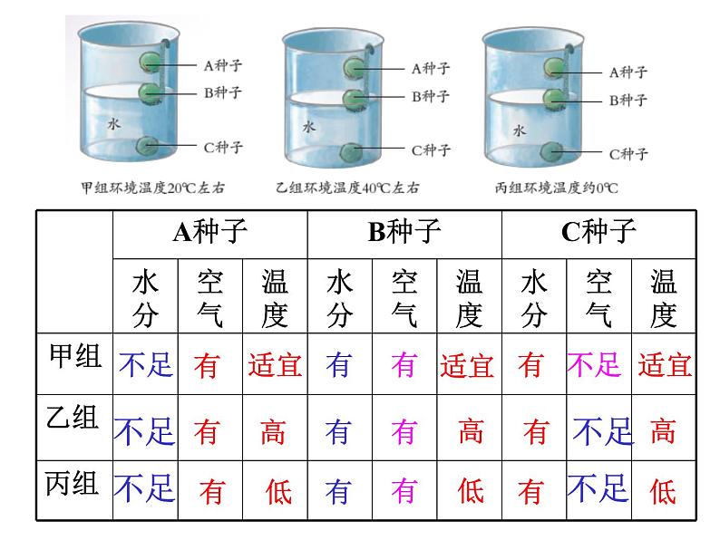 【浙教版】科学七下：1.4《植物的一生》（第2课时）ppt课件第6页