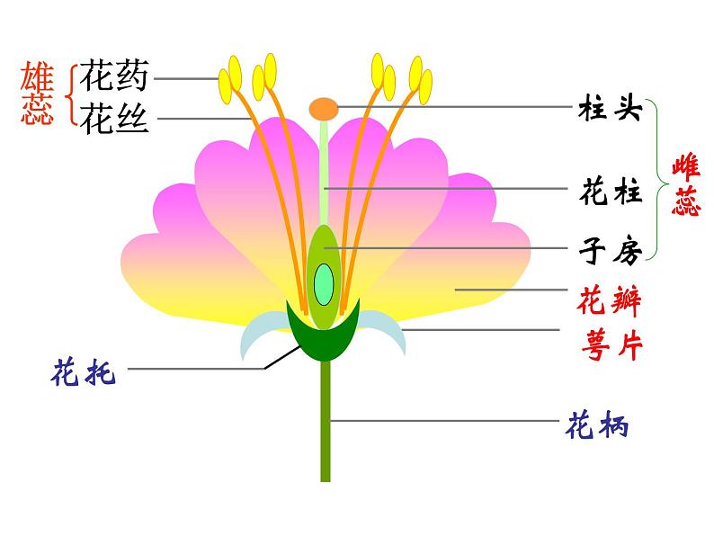 【浙教版】科学七下：1.4《植物的一生》（第3课时）ppt课件05