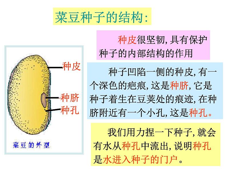 【浙教版】科学七下：1.4《植物的一生》ppt课件（1）第7页