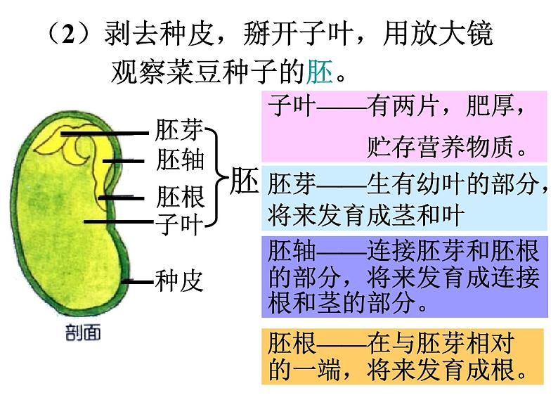 【浙教版】科学七下：1.4《植物的一生》ppt课件（1）第8页