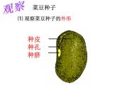 【浙教版】科学七下：1.4《植物的一生》ppt课件（2）